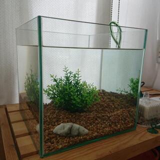 お洒落なお魚飼育セット