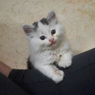 職場で保護した子猫です