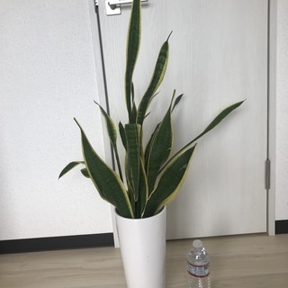観葉植物_9
