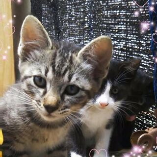 地域猫レスキュー♥コトラ