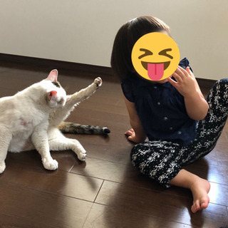 猫好きさんと繋がりたい！🐾