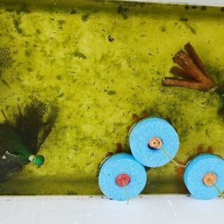 メダカの稚魚