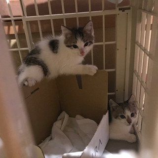 キトンブルーのブチ柄兄弟猫ちゃん掲載終了いたしました