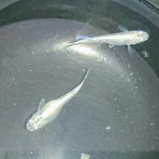 青幹之ブルースターダスト Lサイズ 1ペア+１