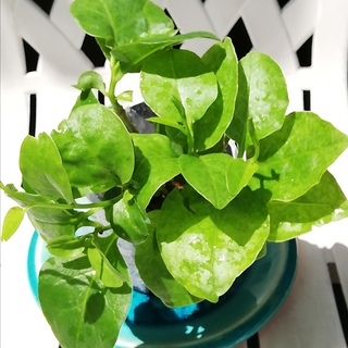 オカワカメ 大きな苗 3株　 健康野菜　無農薬　有機栽培　生涯収...