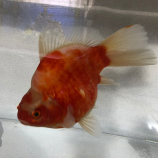 特大高級金魚　約20cm