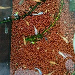 メダカ ミックス10匹 1500円