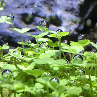 水草　オーストラリアンクローバー100葉以上＋オマケ