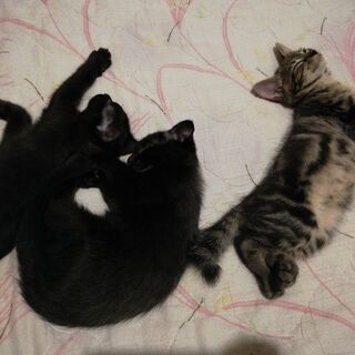 4月5日(恐らく)産まれ子猫(あと黒猫２匹となりました)