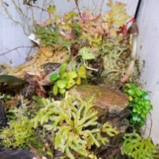 テラリウム　水槽+水草セットの画像