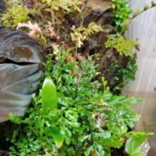 テラリウム　水槽+水草セットの画像