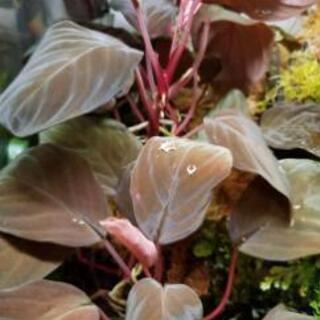 テラリウム　水槽+水草セットの画像