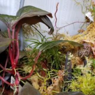 テラリウム　水槽+水草セットの画像