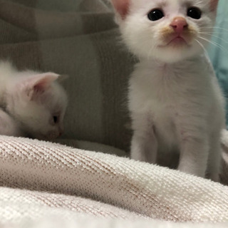 猫の里親探してます