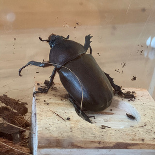 カブトムシ（つがい）