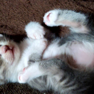 猫♡里親募集！珍しいグレー柄 ♂1ヶ月半