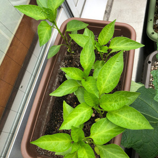 パプリカ　ピーマンの画像