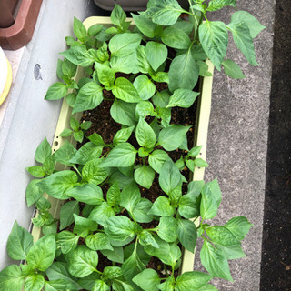 パプリカ　ピーマンの画像