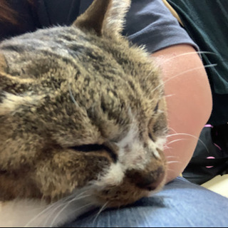 保護猫ちゃんです！