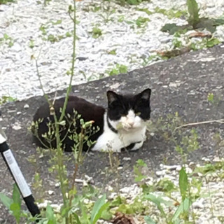完全野良猫