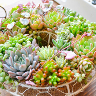 多肉植物カフェで一緒に働きませんか？の画像