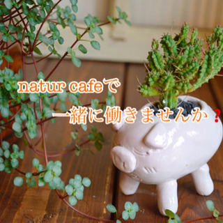 多肉植物カフェで一緒に働きませんか？