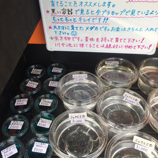 里山めだか メダカ販売所 紅白 夜桜 黒鱗 朱赤楊貴妃 黒ラメ ...