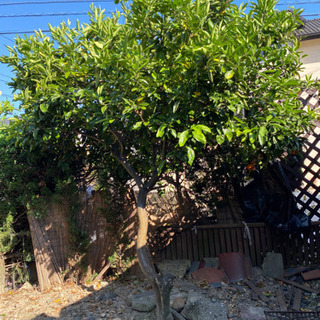 急ぎ！引越しの為早めの取引が出来る方優先！の画像