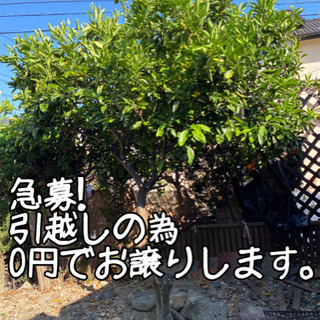 急ぎ！引越しの為早めの取引が出来る方優先！