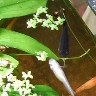 メダカ　欲しい人