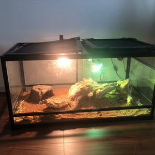 爬虫類ゲージ　
