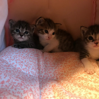 子猫ちゃんの里親になってくれませんか？