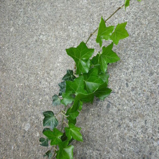 あげます・アイビー挿し穂②の画像