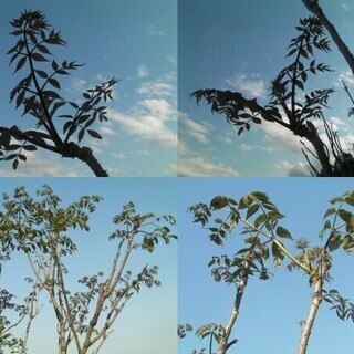 天然たら苗木★観葉植物◆タラの若芽●山菜の王者★天ぷらの王様の苗木1本～の画像