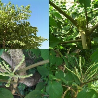 天然たら苗木★観葉植物◆タラの若芽●山菜の王者★天ぷらの王様の苗木1本～の画像
