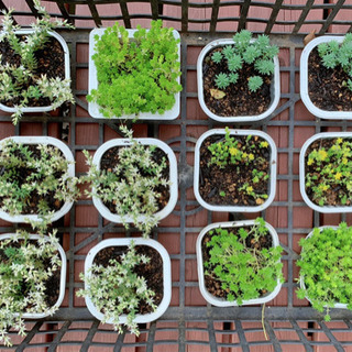 ★期間限定SALE★ 多肉植物 セダム いろいろ 植物苗 グラン...