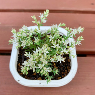★期間限定SALE★ 多肉植物 セダム  植物苗 グランドカバー