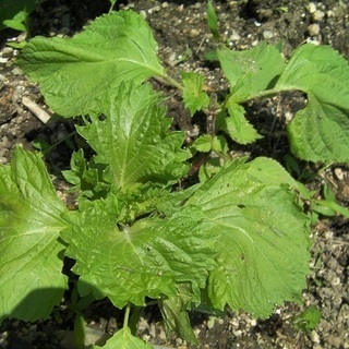 刺身の添え物や薬味にあると便利◎大葉・おおば・オオバの苗（1本）★苗1本～10本程度まで購入可能ですの画像