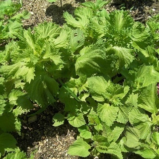 刺身の添え物や薬味にあると便利◎大葉・おおば・オオバの苗（1本）★苗1本～10本程度まで購入可能ですの画像