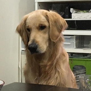 【里親さん見つかりました。たくさんのメールありがとうございました...