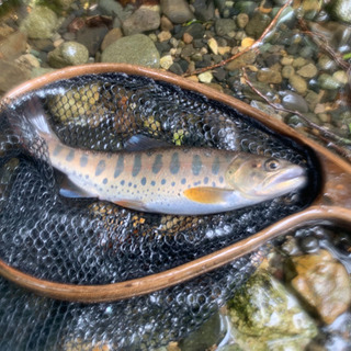 渓流釣りに行こう！