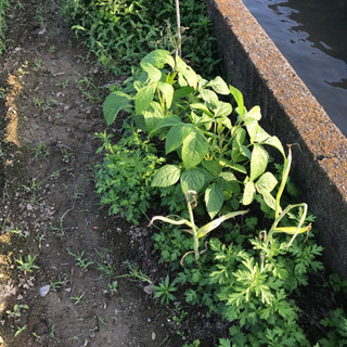 🥦自然栽培　収穫物で　お手伝い願います。