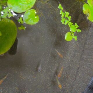 画像のメダカちゃんの卵を産卵床ごと（2ペア分）1000円等