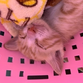 茶白の子猫2匹❤︎