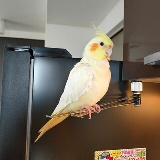 オカメインコを探しています
