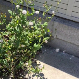 お庭の草むしりをお願いします!