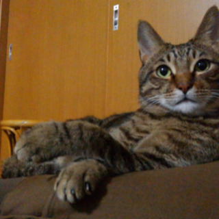 【帰ってきました❗️】迷い猫探しております