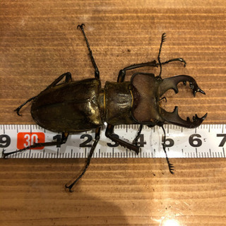 天然！採れたて！ミヤマクワガタ、ノコギリクワガタの画像