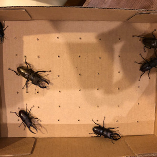 天然！採れたて！ミヤマクワガタ、ノコギリクワガタの画像