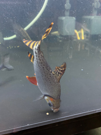 カラプロ